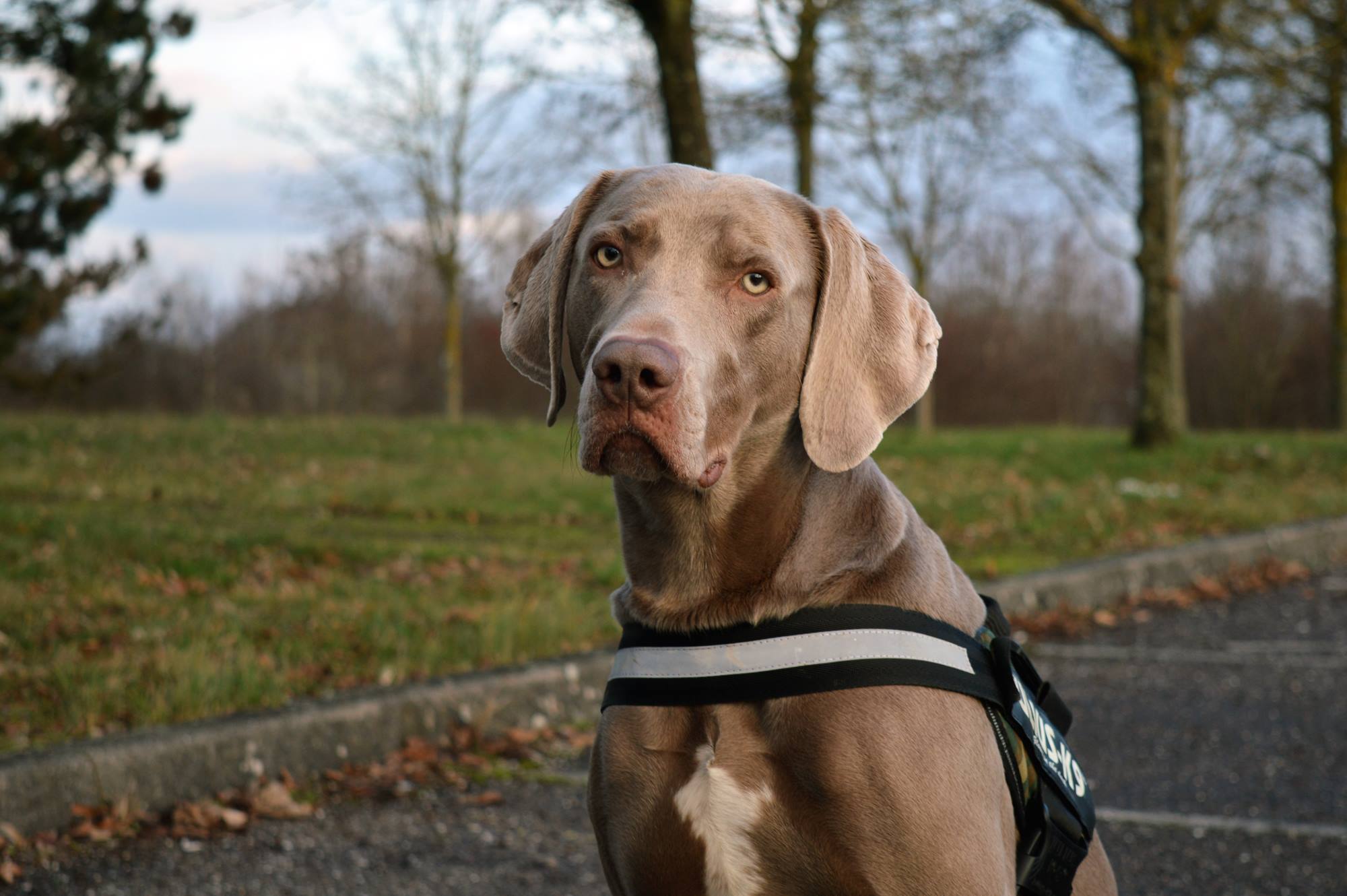 Gaspard, photographié par Pet’s Adopt