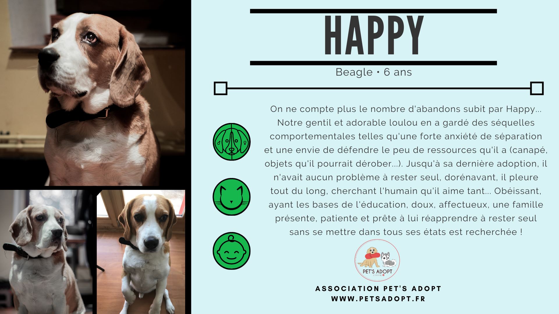 Ancienne fiche d’adoption de Happy