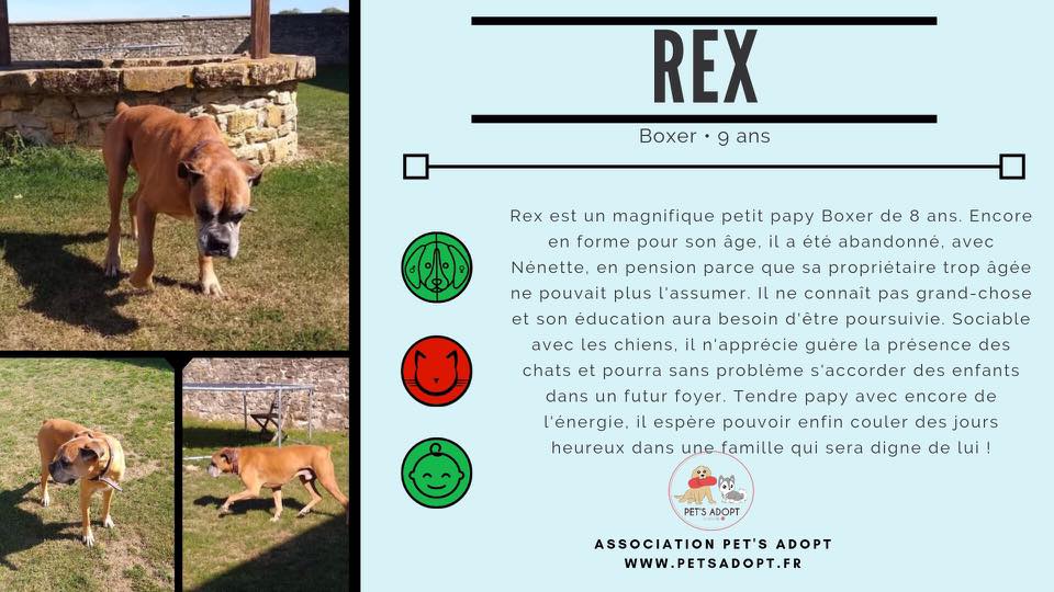 Ancienne fiche d’adoption de Rex