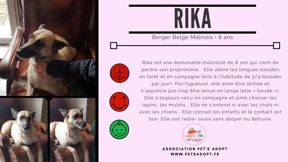 Ancienne fiche d’adoption de Rika